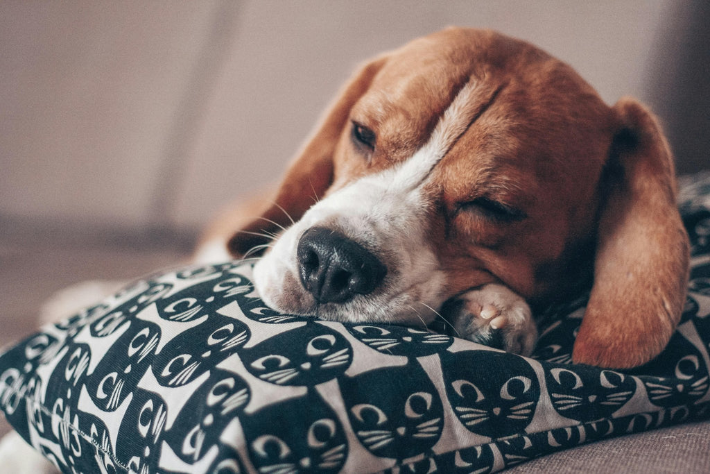 L'importance d'un bon lit pour le bien-être des chiens